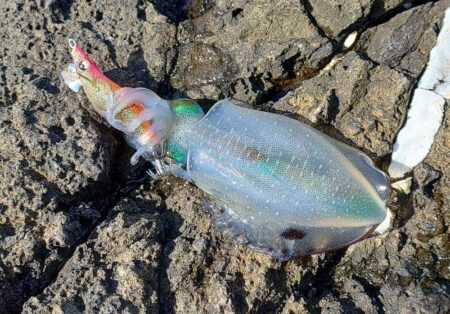 灼熱の磯でエギング ～越前海岸～